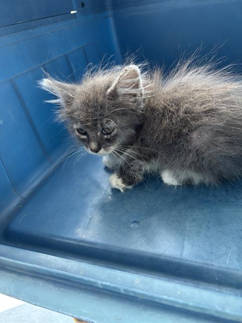 Adoptable Cat