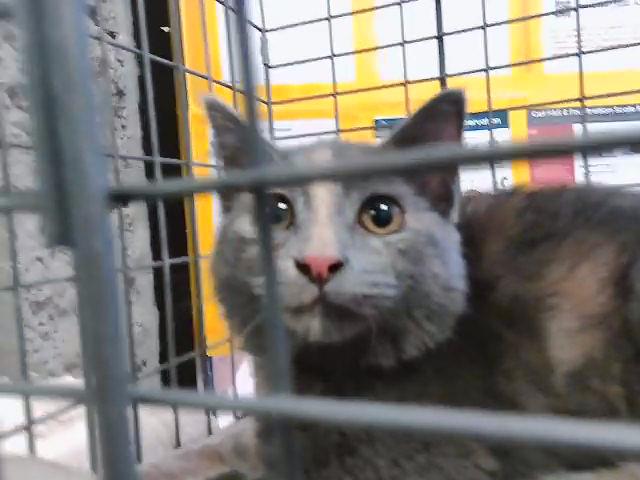 Esther