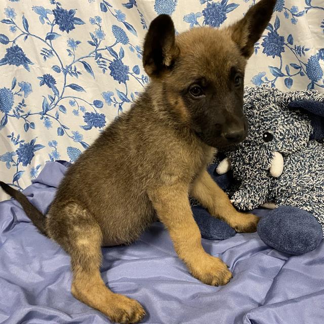 Adoptable Dog