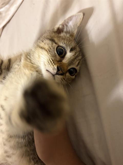 Buddy