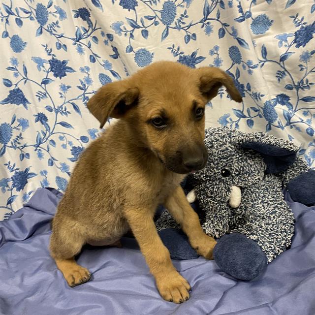 Adoptable Dog