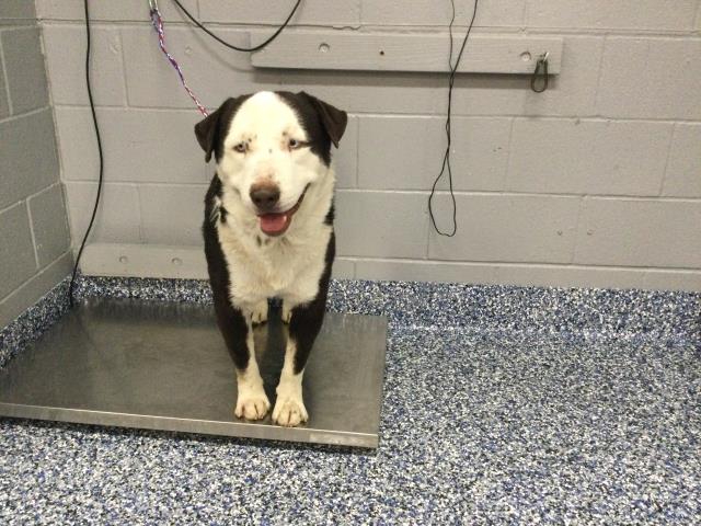 Adoptable Dog