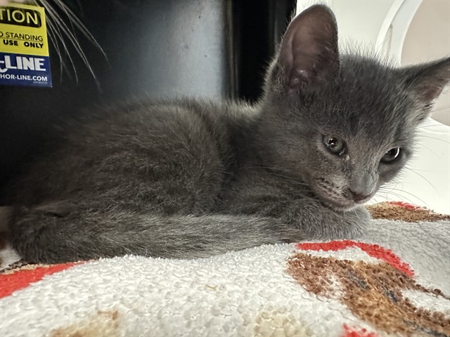 Thor