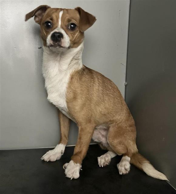 Adoptable Dog