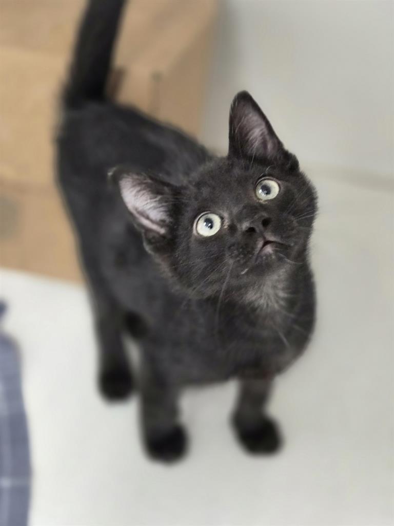 Bagheera