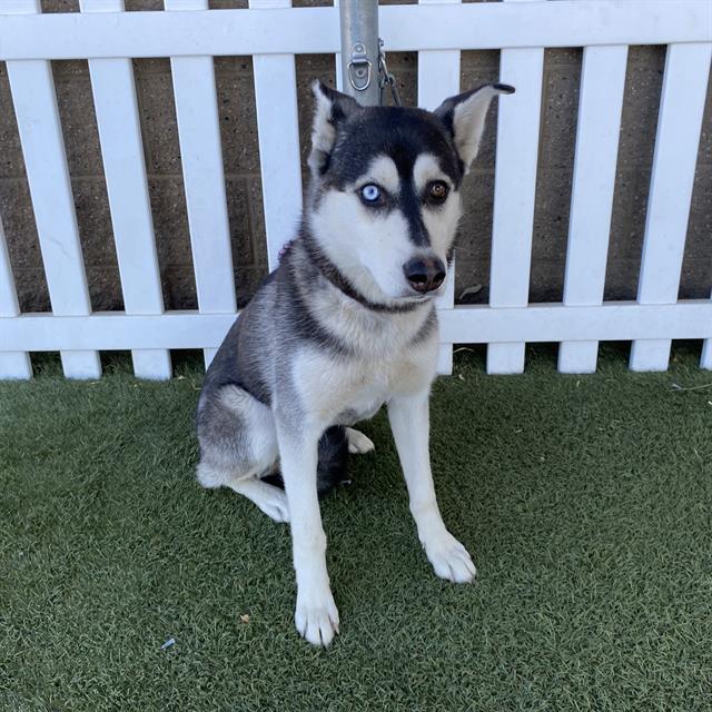 Adoptable Dog