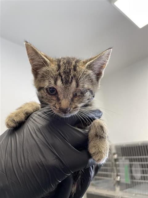 Adoptable Cat