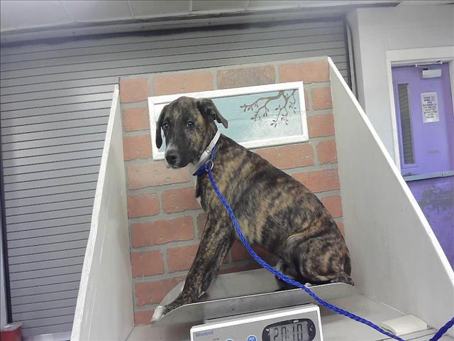 Adoptable Dog