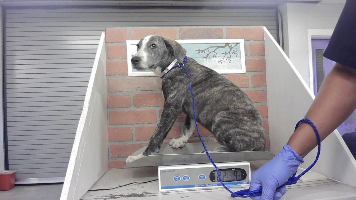 Adoptable Dog