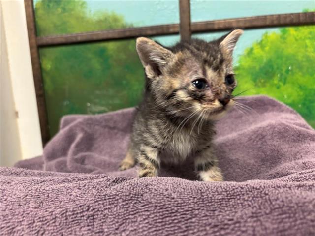 Adoptable Cat