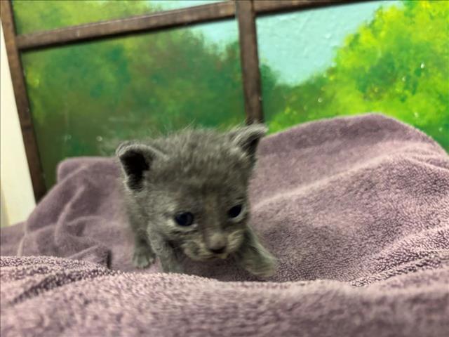 Adoptable Cat