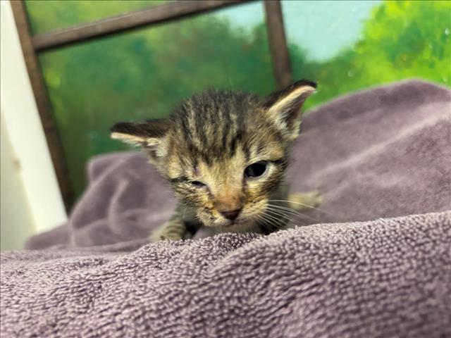 Adoptable Cat