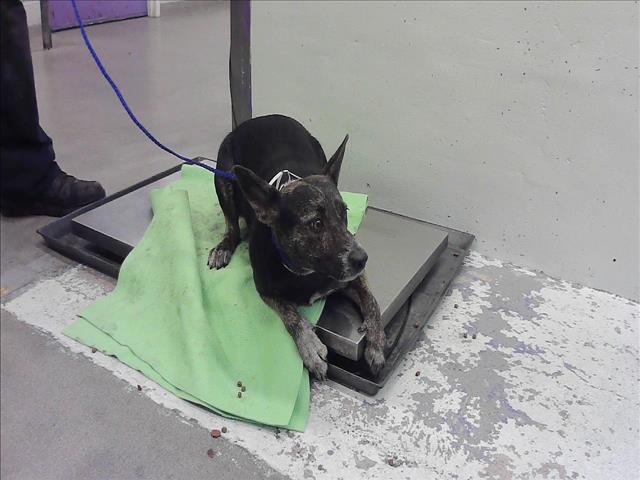 Adoptable Dog