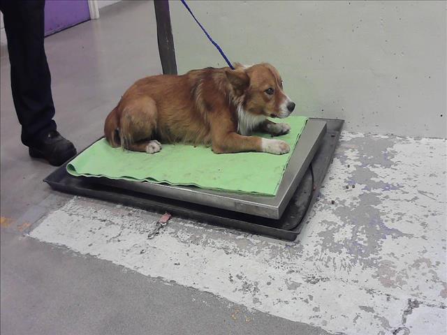 Adoptable Dog