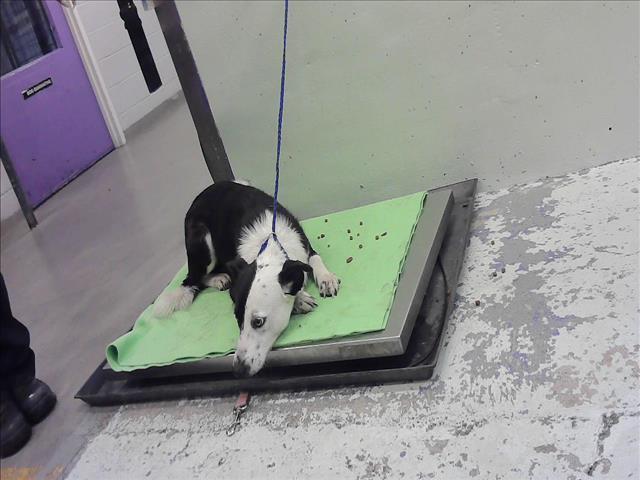 Adoptable Dog