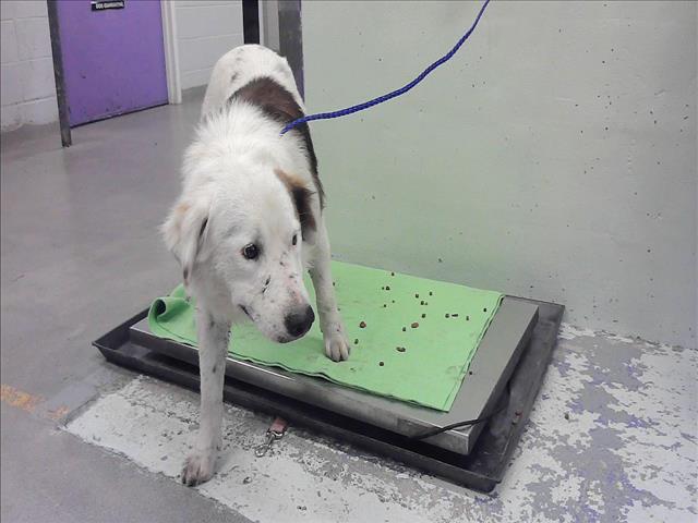 Adoptable Dog