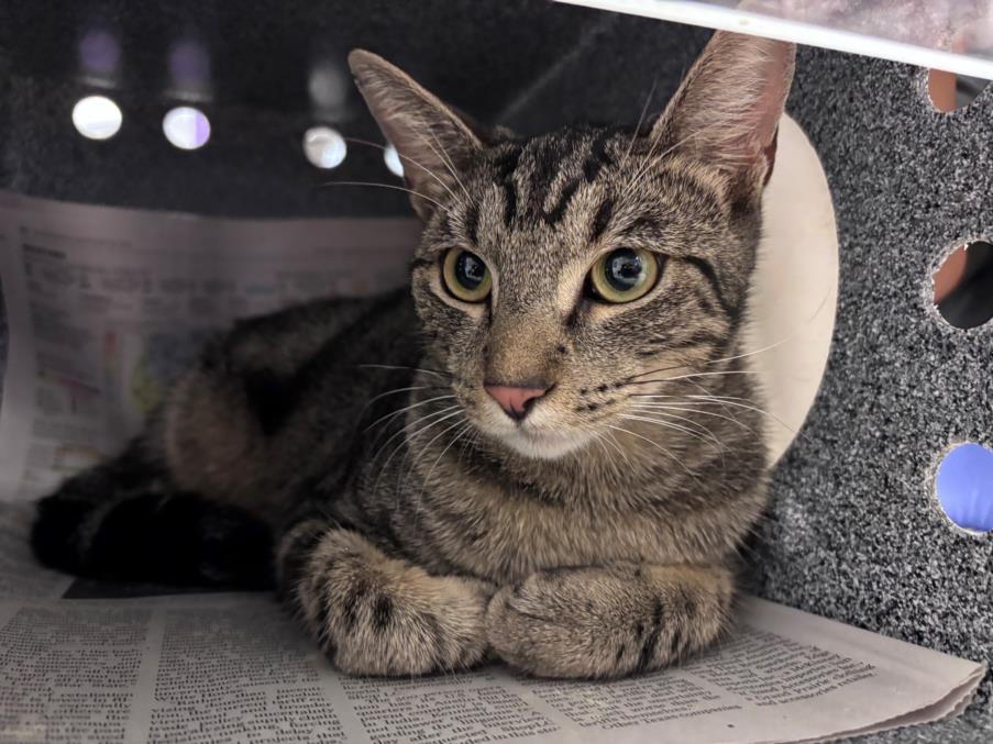 Adoptable Cat