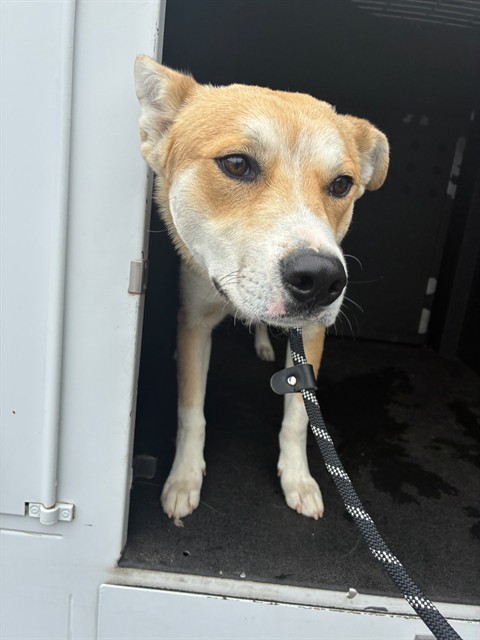 Adoptable Dog