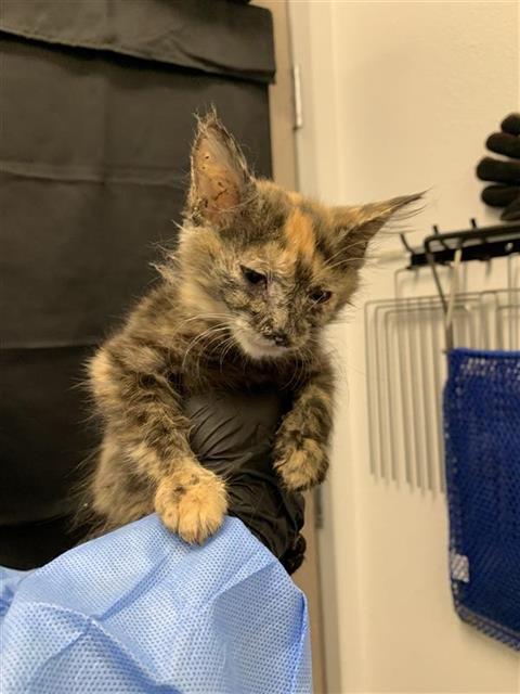 Adoptable Cat