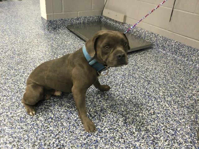 Adoptable Dog