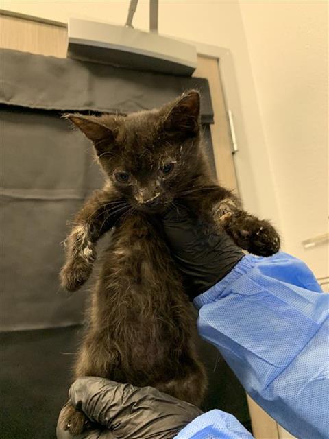 Adoptable Cat