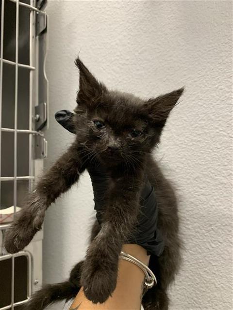 Adoptable Cat