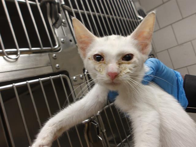 Adoptable Cat