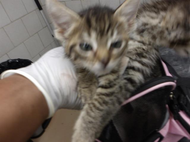 Adoptable Cat