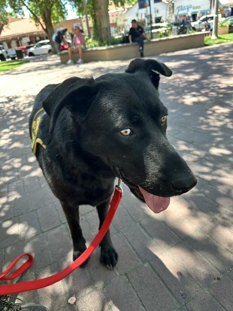 Mowgli