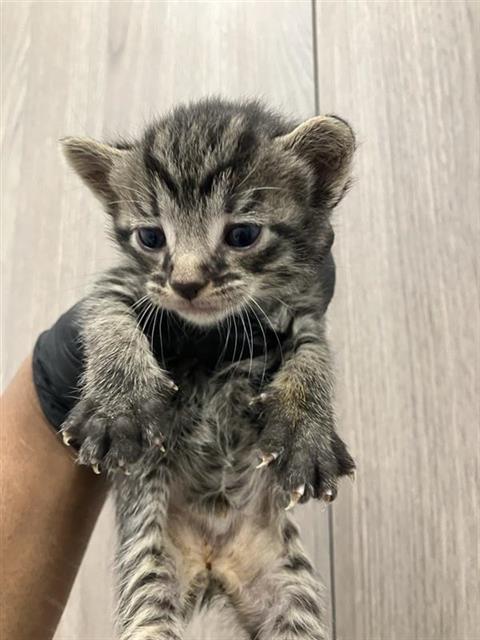Little Tiger*
