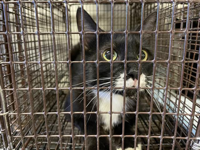 Adoptable Cat