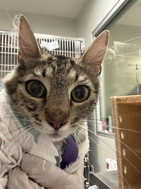 Adoptable Cat