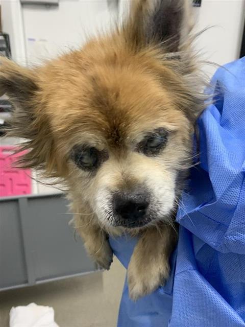 Adoptable Dog