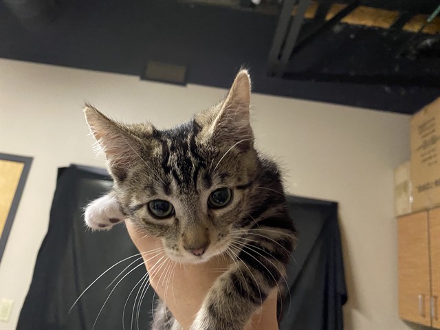 Adoptable Cat