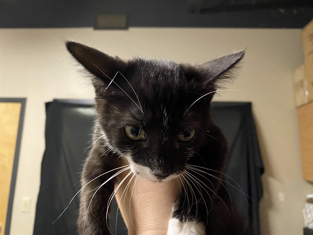 Adoptable Cat