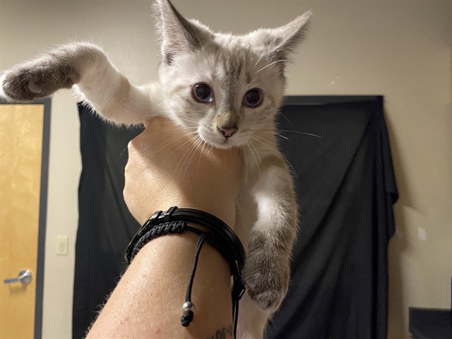 Adoptable Cat