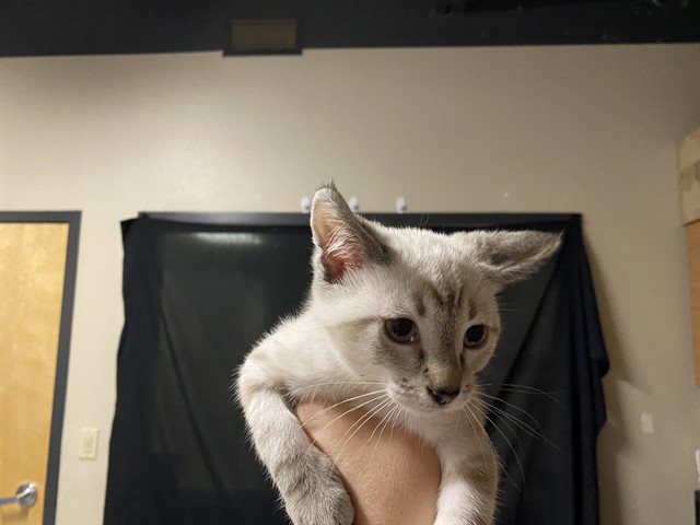 Adoptable Cat