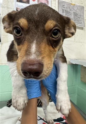 Adoptable Dog