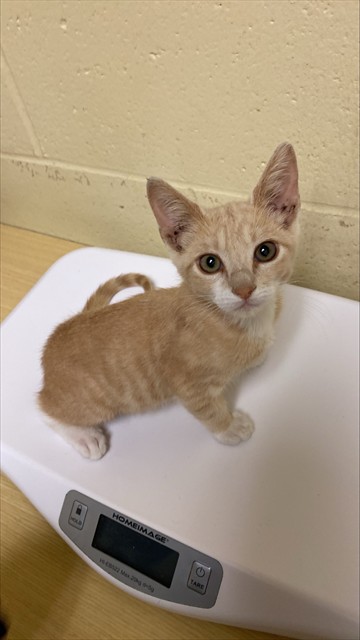 Adoptable Cat