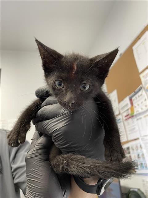 Adoptable Cat