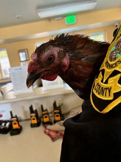 Adoptable Bird