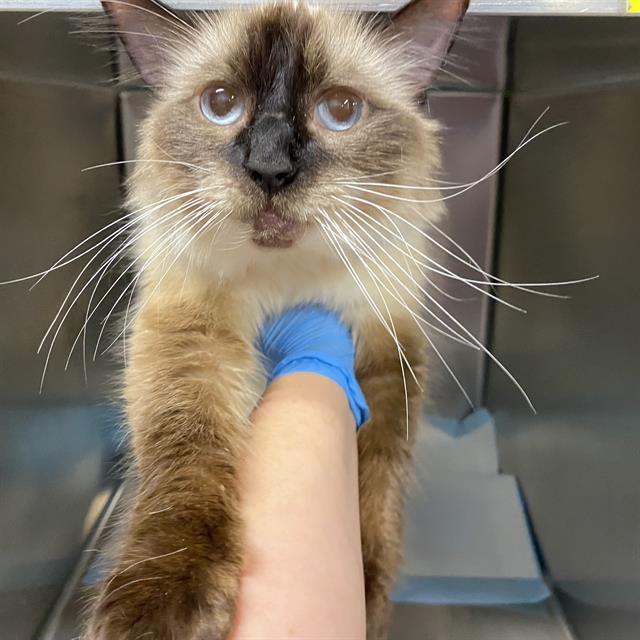 Adoptable Cat