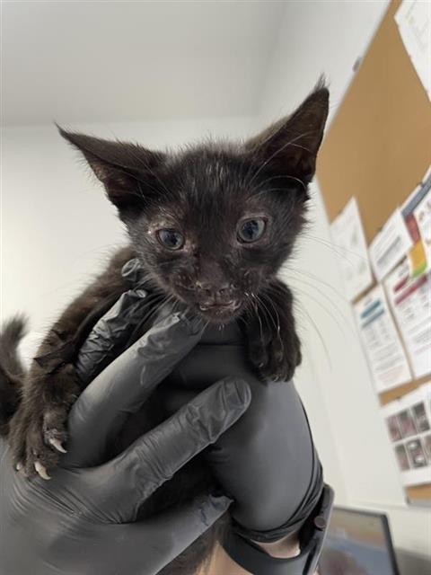 Adoptable Cat