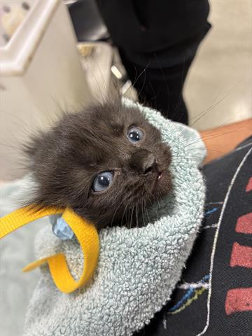 Nova