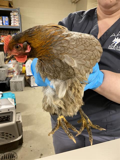 Adoptable Bird