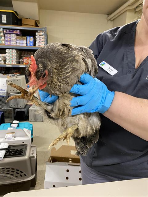Adoptable Bird