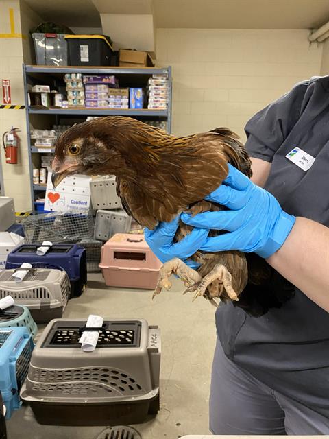 Adoptable Bird