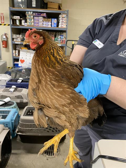 Adoptable Bird