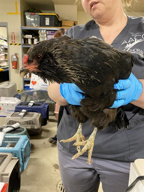 Adoptable Bird