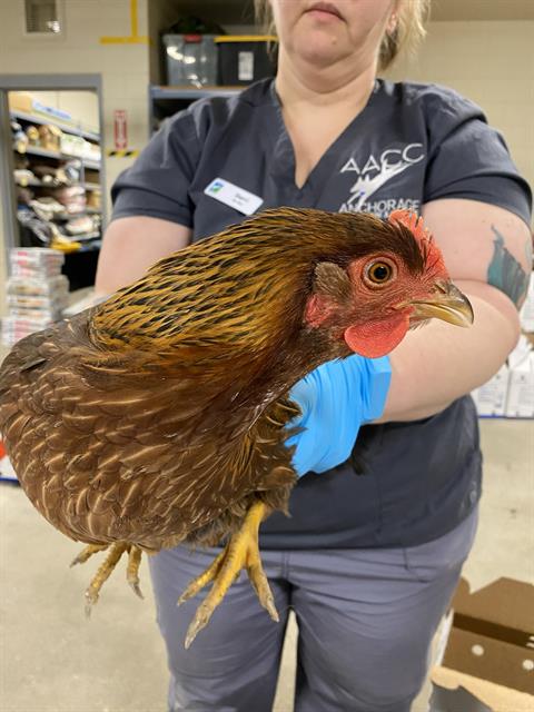Adoptable Bird
